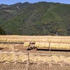 椎葉山　棚田の収穫　2021年