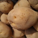 つれの菜園作業日誌