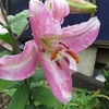 庭の花壇　2019.06.09。