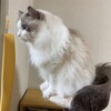 ふくちゃんと夜更かし