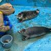 「ノシャップ寒流水族館」は、想像の100倍面白かった！！