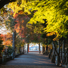 積田神社参道の銀杏