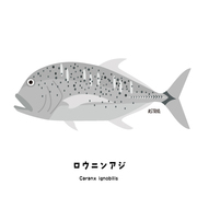 お魚図鑑 カテゴリーの記事一覧 Marine Life Log