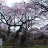 江戸彼岸桜（枝垂れ）