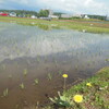 風土季１１年目の田植え