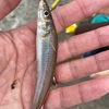 須磨で豆アジが爆釣と聞きつけ行きましたが…厳しい豆アジ釣りになりました　2022/06/11