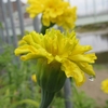 雨上がりの木々と花