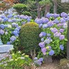 信濃あじさい寺･弘長寺が見頃でした(※7月5日)