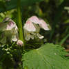 オドリコソウ　踊り子草　Lamium album L. var. barbatum