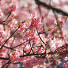 狩野川沿いの河津桜②