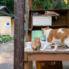 深島のねこさん