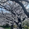 デビューですかな