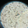 ヤクルトの乳酸菌を顕微鏡で見てみた！