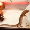 カナヘビは愛嬌のある生き物