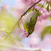 目白（メジロ）