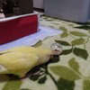 コザクラインコ：小春のフォージング生活２！