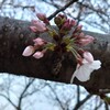 桜の咲き始め…