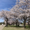 名残の桜　瀬田川さんぽ