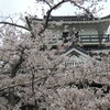 昨日の雨に涙♪(「心はジプシー」っぽく)