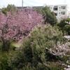八重桜咲き始めました