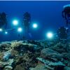 タヒチ沖で世界最大のサンゴ礁、発見される
