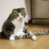 社長、島コテツ372(コテツ　猫　2歳)