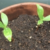 ２か月後のジンチョウゲの挿し木🍃