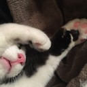 地域猫ってはじめて聞きました　猫が苦手な私と野良猫の捕獲と保護と里親と