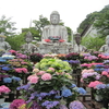 紫陽花　壷阪寺から岡寺　奈良へツーリング　前編