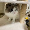 午前中おもちゃで元気に遊んだふくちゃん