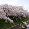 水無瀬川の桜