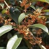卯の花(3/4)