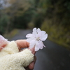 新種の山桜