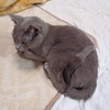 新！土曜日の恋猫！