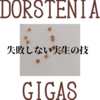 【失敗しない実生の5つのコツ】Dorstenia Gigas ドルステニア ギガス 実生