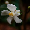 タイワンサザンカ：台湾山茶花　「細葉山茶」