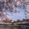 2024年，東京都北区の桜もきれいでした！新河岸川沿いの桜並木を歩く