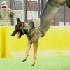 横田基地　日米友好祭２０１９　軍用犬