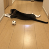 【しょぼん】ボールに全く興味を抱かない猫はこちらです...