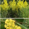 ベッドストローとヤエムグラ（アカネ科の花２）　アカネ科は英語でthe bedstraw family（ベッドストロー科）ともいわれます．ベッドストロー（日本のキバナカワラマツバ：多分）はベッドの詰め物などヨーロッパで多岐に利用されたヤエムグラ属の植物．日本のヤエムグラは雑草として扱われてきて，枕草子でも「うつろひやすなるこそうたてあれ（色があせ易いのは困ったものだ）」とされています．カワラマツバも雑草扱いですが，花はかなり美しいと思います．