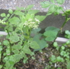 雨の合間の庭の花