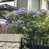 紫陽花