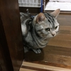 猫、怒る！