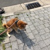 愛犬りょう 33