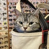 猫たち毎月のフィラリア予防接種へ。体重測定〜