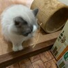 新しい歯磨き猫じゃらしがとても気に入ったふくちゃん