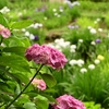 ✿町田薬師池公園 四季彩　その①　花菖蒲と紫陽😊