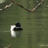 長池公園と他3公園／緑地で野鳥探し 2018-03-31