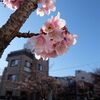伊豆山神社にお参りしてきた。あたみ桜がもう咲いていた。