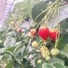 いちご狩りと超絶オススメな小中池公園